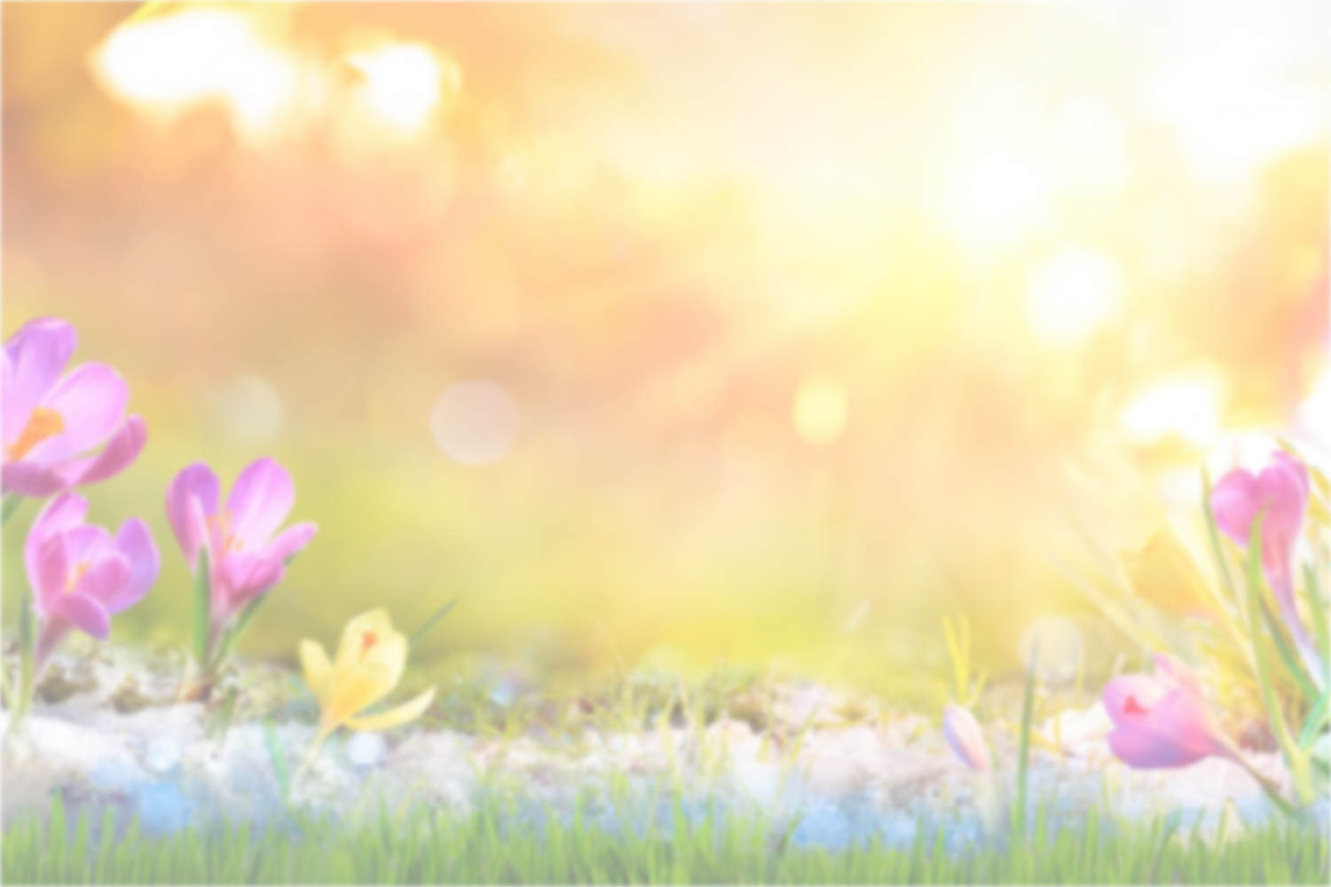 Spring Moos