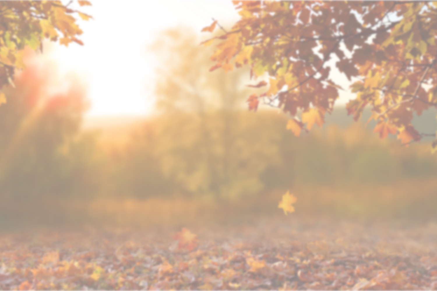 Autumn Moos